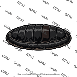 Chiton katharina