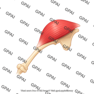 Mouse deltoid on humerus anterior