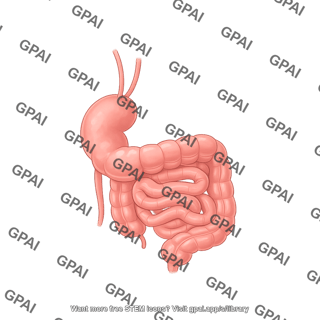 Pig intestine large anterior