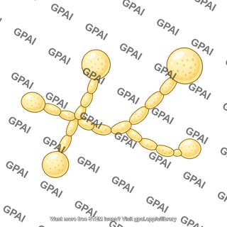 Yeast candidia 1