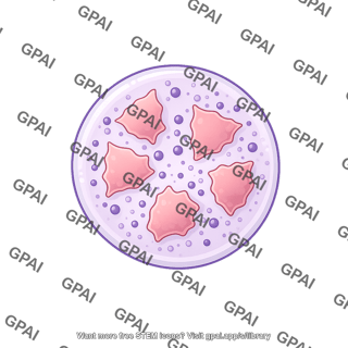 Plasmodium falciparum oocyst intermediate