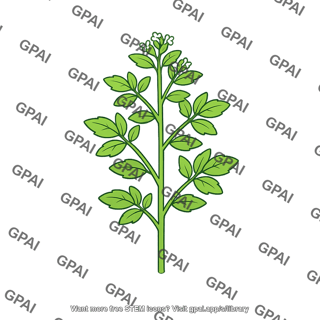Herb annual