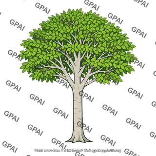 Beech