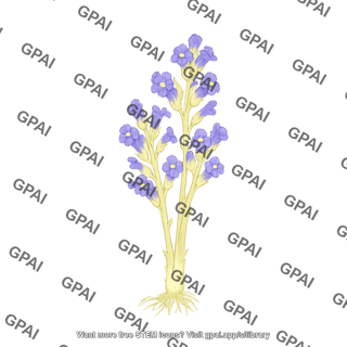 Egyptian broomrape phelipanche aegyptiaca