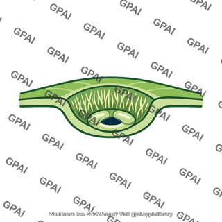 Leaf pit stoma