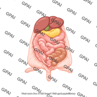 Mouse gi tract dissection
