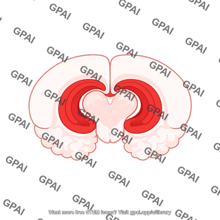 Mouse brain coronal thalamus and hippocampus