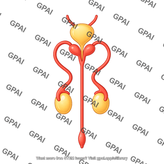 Mouse male reproductive tract with bladder anterior
