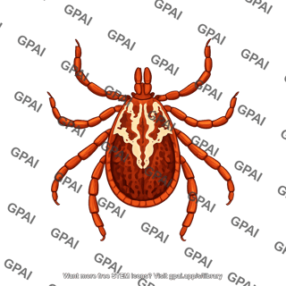 Gulf coast tick amblyomma maculatum male