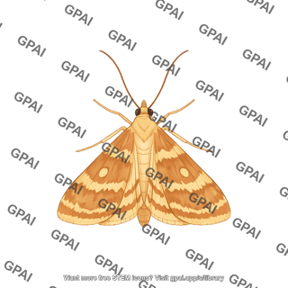 Corn borer adult male