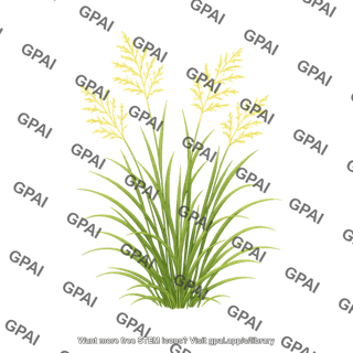 Switchgrass