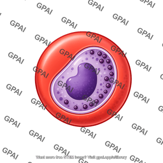 P. malariae 4. male gametocyte
