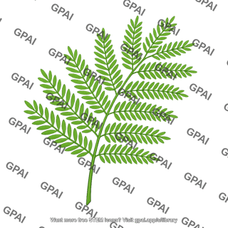 Desert plant leaf subdivided