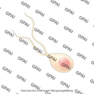 Oomycete zoospore