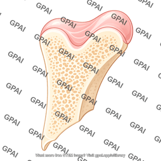 Mouse tibia distal sagital