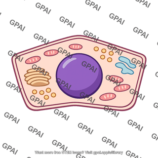 Liver cell