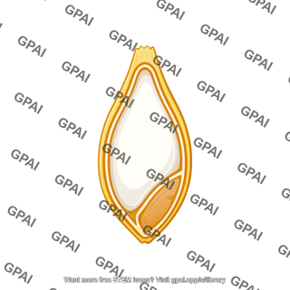 Barley grain cross section