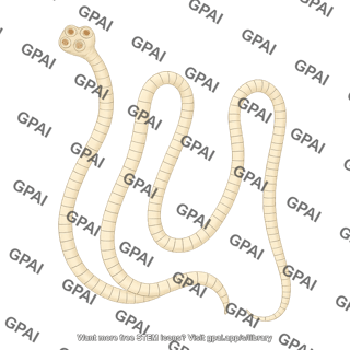 Taenia solium adult