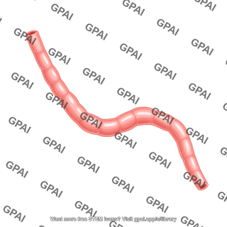 Mouse esophagus supine