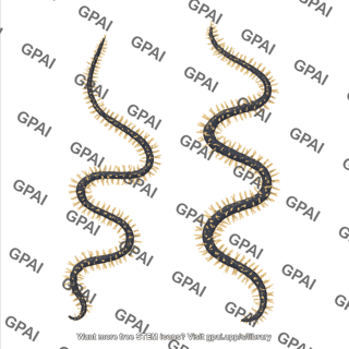 Black coral stichopathes