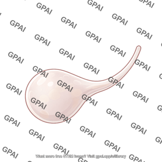 Root knot nematode adult female