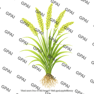 Rice plant milk stage with roots