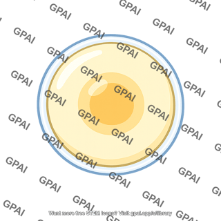 Gamete female