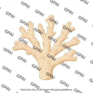 Stony coral montipora capitata