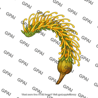 Banksia spinulosa flower outcrossed
