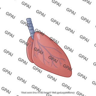 Mouse lungs lateral 2