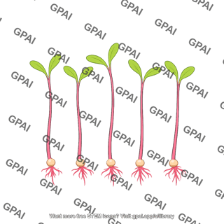 Beet sprout
