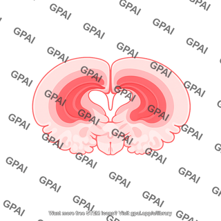 Mouse brain coronal