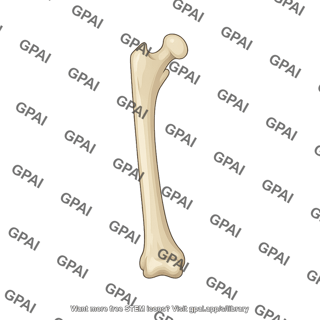 Mouse femur anterior