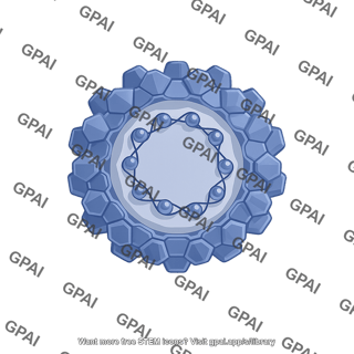 Papillomavirus