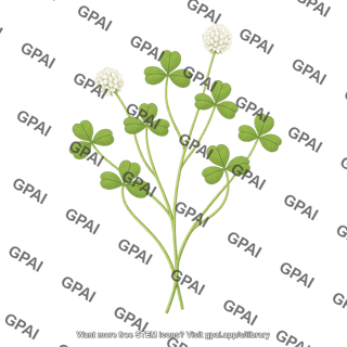 Subterranean clover leaf
