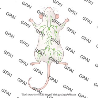 Mouse supine with lymphatic system