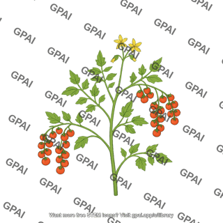 Wild tomato plant