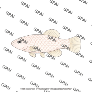 Turquoise killifish nothobranchius furzeri female klara. no organs
