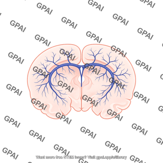 Mouse brain coronal cut with veins