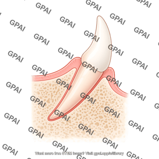Dog tooth canine 427