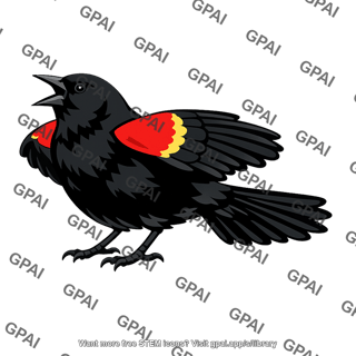 Red winged blackbird male displaying