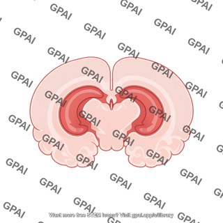 Mouse brain coronal cut 2