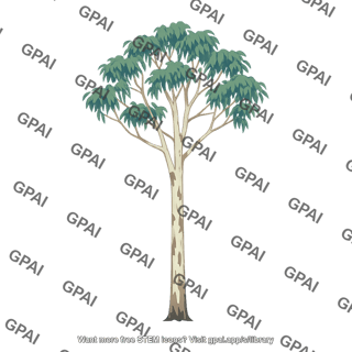 Australian eucalyptus tree