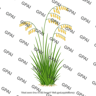 Side oats grama grass