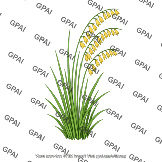 Side oats grama grass flowering