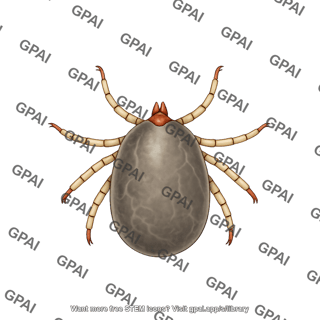 Cattle tick rhipicephalus microplus female