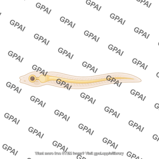 Ciona intestinalis larva