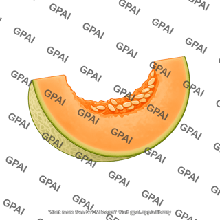 Cantaloupe slice