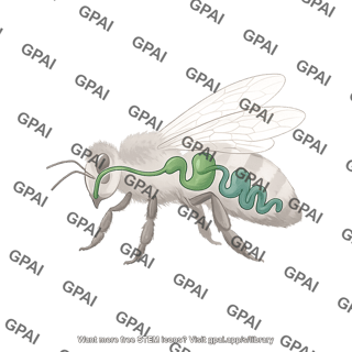 Honey bee gut lateral on body