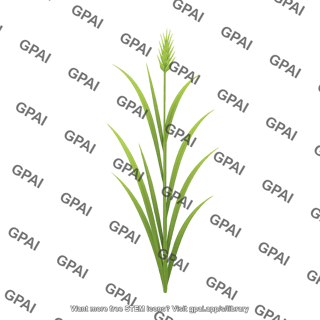 Grass tall